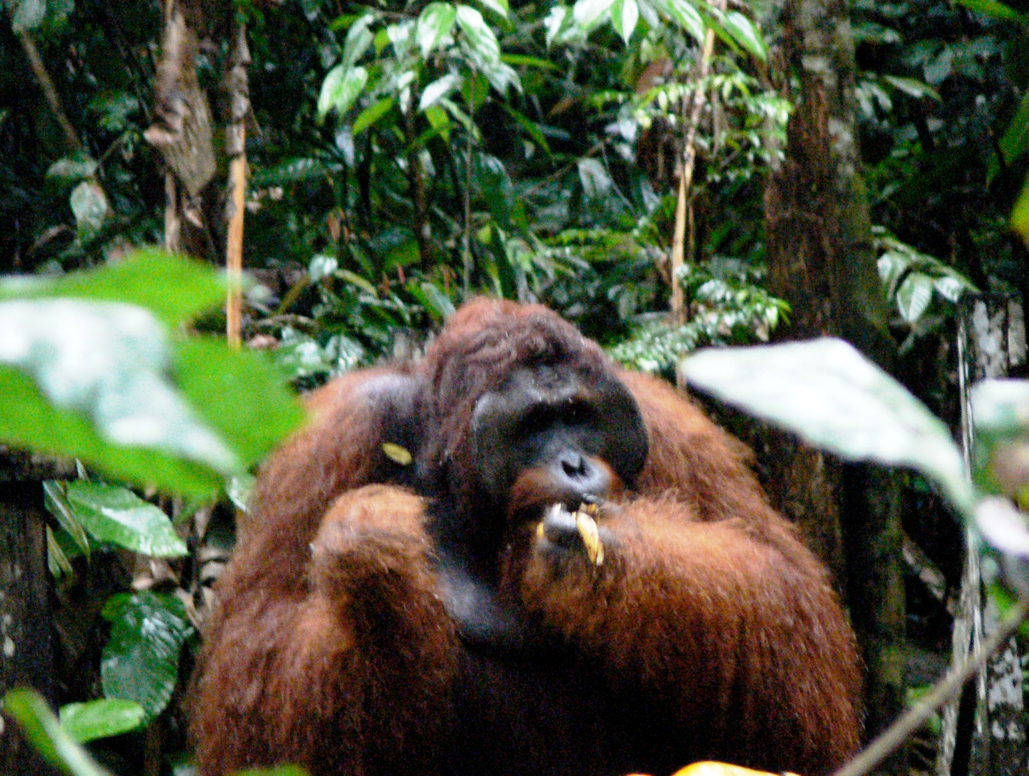 male-orangutan.jpg